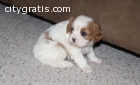 King Charles Spaniel puppies for sale
