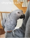 Koko African grey parrots available