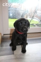 Labrador Retriever Puppies Available