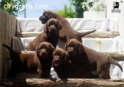 Labrador retriever puppies, chocolate