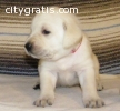 Labrador Retriever Puppies for Sale