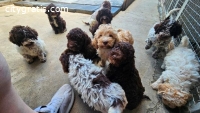 Lagotto Romagnolo, puppies available