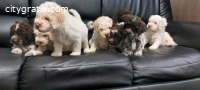 Lagotto Romagnolo puppies