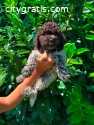 Lagotto Romagnolo puppies