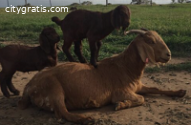 Leading Platform for Meat Goat for Sale