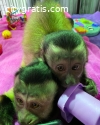 Lovely 2 Capuchin Baby Monkeys Availab
