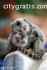 Lovely and adorableMarmoset  monkeys for
