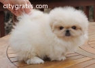 Lovely And Ready Pekingese puppies