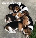 Lovely Beagle Puppies.