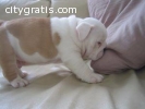 Lovely English Bulldog Puppies