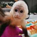 Lovely female baby Capuchin monkey avai
