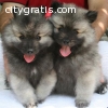 Lovely Keeshond puppies for sale