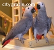 Lovely Macaw ,African Grey Parrots , Am