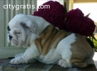 Lovely Male and Female English Bulldog