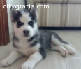 Lovely Siberian husky puppies