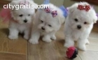 Lovely Tea Cup Maltese Puppies