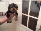 Loving Yorkshire Terrier Puppies for sal