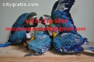 Macaw, Cockatoo and Other Parots