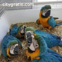 Macaws parrots for sale