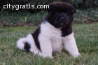 Magnificent stunning Akita puppies