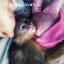 Male and Female Baby Capuchin Monkey