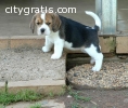 male and female Beagle Puppies For Sale