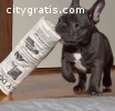 male and female blue french bulldog pupp