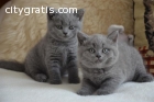 male and female British Shorthair kitten