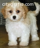 male and female Cavachon puppies