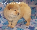Male and Female Chow Chow puppies