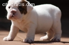 male and female English Bulldog Puppies