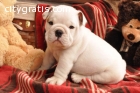 Male and Female English bulldog puppies