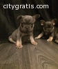 male and female french bull puppies for