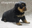 Male and Female German Rottweiler Puppie