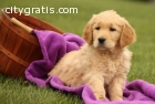 Male And Female  Golden Retriever Pups