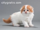 male and female lovely Scottish fold kit