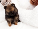 Male and female Pomeranian Puppies ava