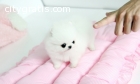 Male and Female Pomeranianss Puppies Ava