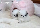 !!Male and Female Pomeranianss Puppies