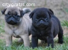 male and female Pug Puppies For Sale