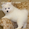 male and female Samoyed puppies for sale
