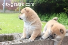 Male and Female shiba inu pups available