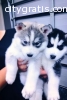 Male And Female Siberian huskies for goo