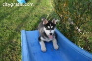 Male and Female Siberian husky Puppies f