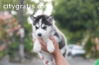 Male and female Siberian Husky puppies