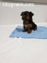 Male and Female Yorkie Puppies