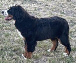 Male Bernese mountain dog