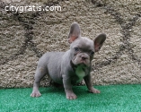 male kc reg blue fawn French bulldog