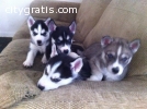 Males/Females blue eyes Siberian husky p