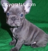 males/Females Blue French Bulldog puppie